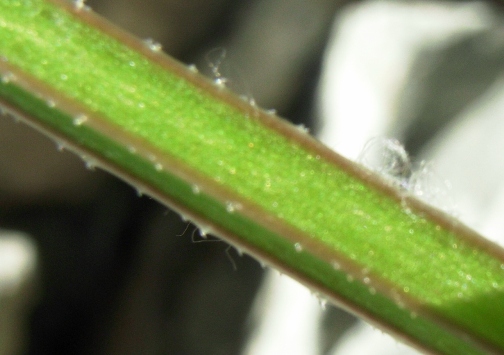 Galium aparine